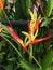 Heliconia psittacorum flowers yellow and red color