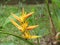 Heliconia psittacorum Golden Torch flowers, Tropical flowers Costa Rica.