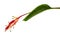 Heliconia psittacorum or Parrot`s Beak or Lady Di flowers with leaf, Tropical flowers isolated on white background