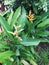 Heliconia psittacorum or parrots beak flower