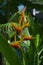 The heliconia psittacorum plant or parrots beak flower