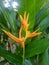 Heliconia psittacorum is a species of flowering ornamental plant native to the Caribbean and South America