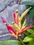 Heliconia psittacorum is a species of flowering ornamental plant native to the Caribbean and South America.