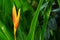 HELICONIA PSITTACORUM or yellow bird of paradise flower and some water drop in tropical area green garden after rain background