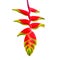 Heliconia rostrata.