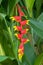 Heliconia rostrata flower Hanging Lobster Claw, False Bird of P