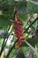 Heliconia Rostrata Flowers