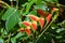 Heliconia rostrata growing wildly in jungle on Dominica