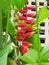 Heliconia rostrata Plant.