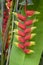 Heliconia rostrata strange beautiful tropical plant in bloom, flowering red and yellow flowers, green foliage