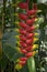 Heliconia rostrata strange beautiful tropical plant in bloom, flowering red and yellow flowers, green foliage