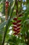 Heliconia rostrata strange beautiful tropical plant in bloom, flowering red and yellow flowers, green foliage