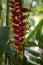 Heliconia rostrata strange beautiful tropical plant in bloom, flowering red and yellow flowers, green foliage