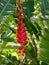 Heliconia Rostrata Tropical Flower