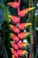 Heliconia in south florida