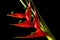 Heliconia stricta still life on black background