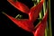 Heliconia stricta still life on black background