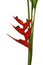 Heliconia stricta still life on white background