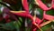 Heliconia swayed close up. Exotic colorful flower in Bali, Indonesia