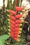 Heliconia Tortuosa