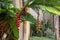 Heliconia tortuosa on a garden of a house