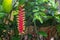 Heliconia tortuosa on a garden of a house