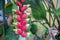 Heliconia tortuosa on a garden of a house