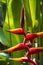 Heliconia, tropical flower