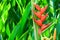 Heliconia, tropical flower