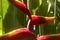 Heliconia, tropical flower, macro photo