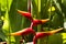 Heliconia, tropical flower, macro photo