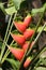 Heliconia Tropical plant