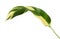 Heliconia variegated foliage, Exotic tropical leaf isolated on white background, with clipping path