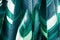 Heliconia variegated foliage, Exotic tropical leaf texture, dark green foliage nature background