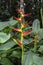 Heliconia Velliziana tropical flower inside atlantic rainforest