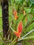 Heliconia wagneriana growing in the rainforest in Costa Rica