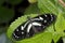 Heliconius atthis