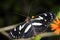 Heliconius atthis