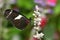 Heliconius atthis Butterfly