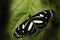 Heliconius atthis, the false zebra longwing, butterfly from Costa Rica in Central America. Heliconius, beautiful insect sitting on