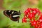 Heliconius atthis, the false zebra longwing, butterfly on the red flower bloom, Costa Rica. Beautiful insect from Central America