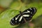 Heliconius, beautiful insect sitting on the green leave in the nature. Butterfly, wildlife nature. Heliconius atthis, the false
