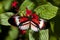 Heliconius butterfly Piano key