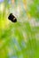 Heliconius butterfly resting on palm leaf