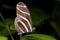 Heliconius charithonia, zebra heliconian