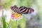 Heliconius charithonia, zebra longwing