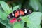 Heliconius doris Doris Longwing butterfly