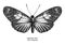 Heliconius doris, doris longwing, illustration, drawing, engraving, ink, line art, vector