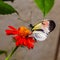 Heliconius erato longwing butterfly perching on a red flower