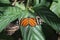 Heliconius heca lesia or five-spotted longwing- a species of butterfly of the Nymphalidae family sitting on green leaf in Costa Ri